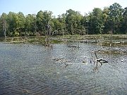 Western Michigan [2009] 380